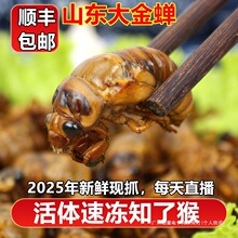 2025山东大知了猴新鲜活体金蝉冷冻结了龟爬叉猴非蚕蝉蛹顺丰包邮