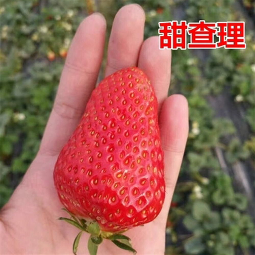 大将军四季奶油草莓苗盆栽当年结果食用章姬草阳台庭院南北甜查理