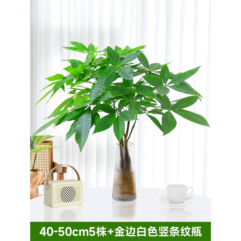 [핫셀링 모델] 40-50cm 머니트리 5개 [금색 가장자리가 있는 흰색 세로 줄무늬 병 포함]