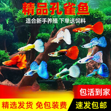孔雀鱼纯种凤尾观赏鱼小型热带鱼淡冷水好养金鱼小鱼胎生鱼苗