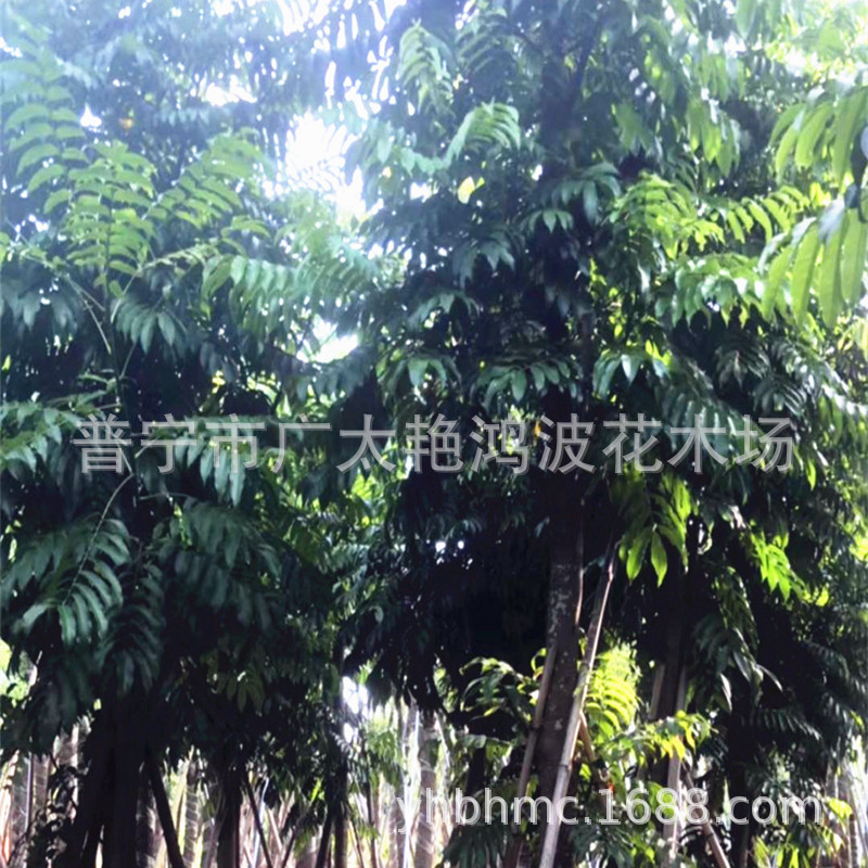 广东仁面子树 行道树 庭院树人面子树苗广东绿化市政工程公园苗木-阿里巴巴