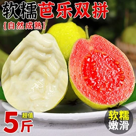 速冻果蔬类;盆栽;其他水果