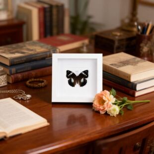 2026��ҾӰװ���͐��������˱�����ͶY������Ʒ�[�����s�¿�