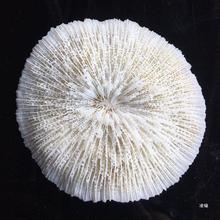 天然白珊瑚圆形海菊花蘑菇贝壳鱼缸造景道具装饰品摆件水晶家用
