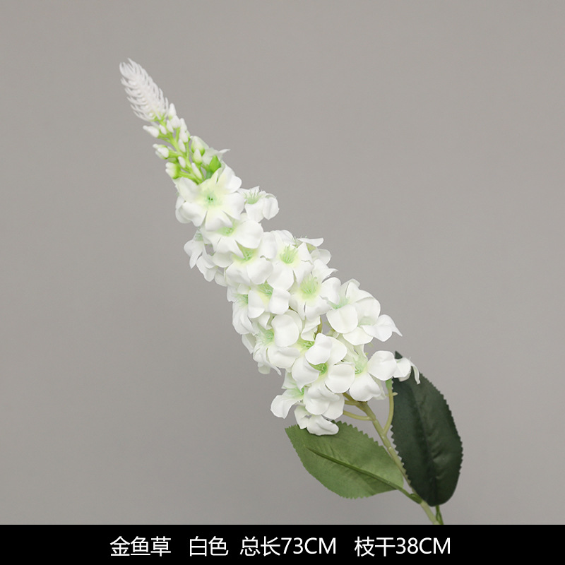 Goldfish grass white