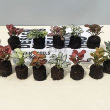 网纹草室内盆栽水陆缸造景植物雨林植物彩叶草创意迷你植物绿植花