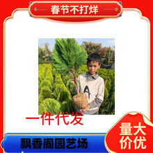 һ�����l����ؘ��� �辰�ز� ������� �ɰ���ľ ���Ի���ͥԺ�G