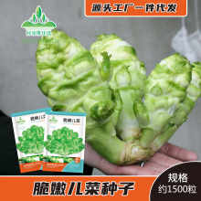 脆甜儿菜种子四川抱子芥菜种籽籽盆栽菜园孩儿菜多子娃菜籽菜种孑
