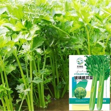 �������۷N�����w�S���㲣�����۲˷N���ļ����NͥԺ�r���߲˷N��