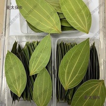 平安树叶干标本叶雕照片专用激光雕刻树叶紫外激光雕刻机专麦太保