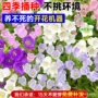 室外四季开花播种花籽