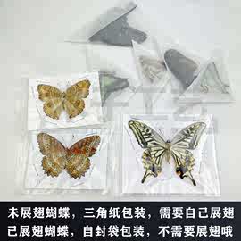 DE7TA1品质真蝴蝶标本未展翅各种原蝶杂蝶昆虫甲虫幼儿园教学收藏