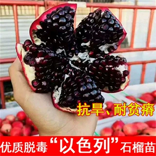黑籽石榴苗 新品种石榴树苗 果树苗南方北方种植盆栽地栽当年结果