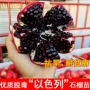 北方南方地栽盆栽石榴苗