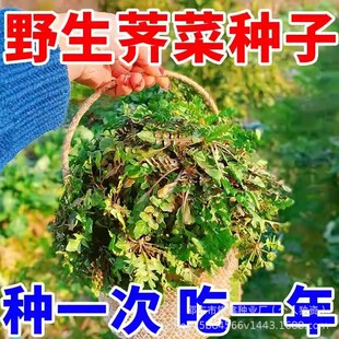 Ұ���j�j�˷N���j����˴��~Ұ����ԭ�b��Ʒ�ļ��߲˷N�Ӵ�ȫ���l