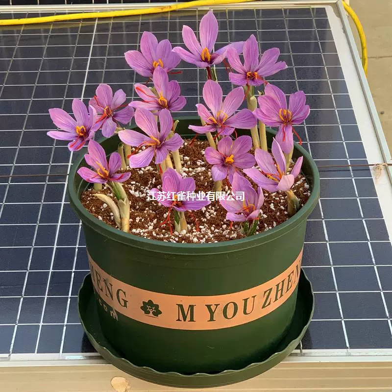 Семена шафрана семена шариков лекарственные съедобные Crocus sativus saffron декоративные саженцы четыре сезона посадка зимние цветы в горшках