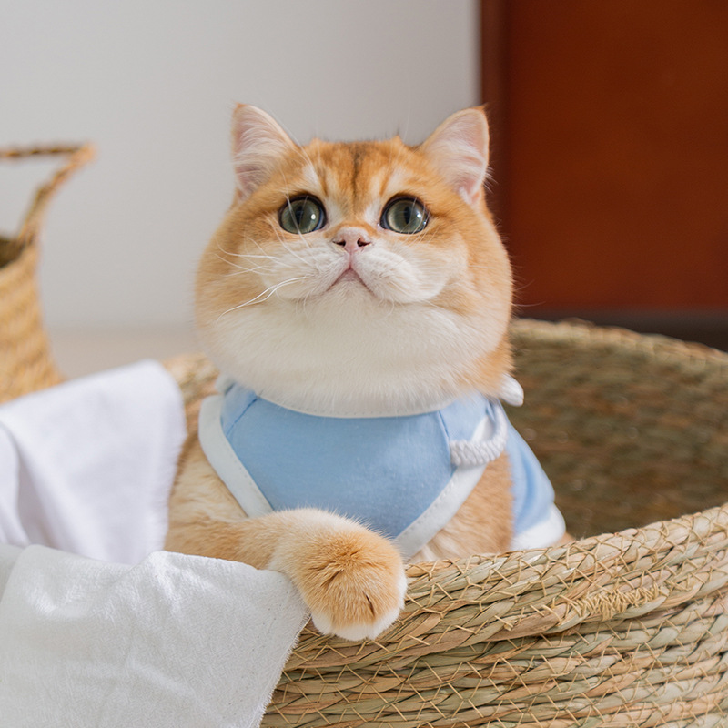 Gato primavera y verano chaleco de flores de sol gatito collar pétalos de flores ropa de dos patas para mascotas de verano transpirable