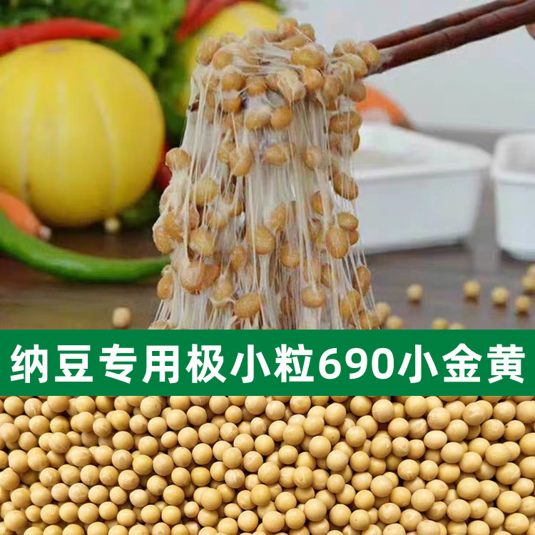 新豆発もやし専用小大豆非遺伝子組換え690小金黄真珠粒発もやし納豆打豆乳|undefined