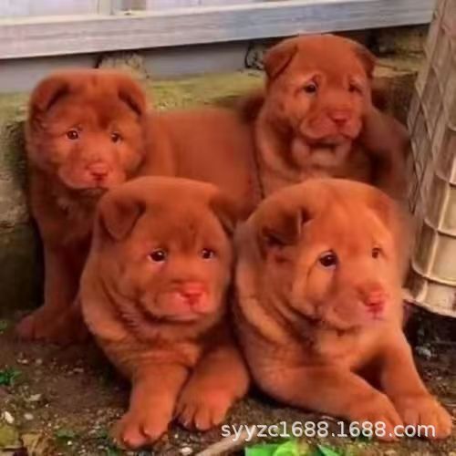 Retail Five Red Dog Purebred Chinese Pastoral Dog Five Red Dog Purebred Five Red Dog Puppies Authentic Chinese Retail Five Red