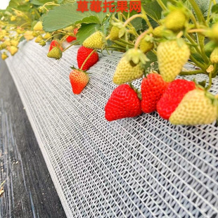 White New Material Anti-Aging Strawberry Fruit Support Net Isolation Net Beautification Net Grid Uv Protection Sunshade
