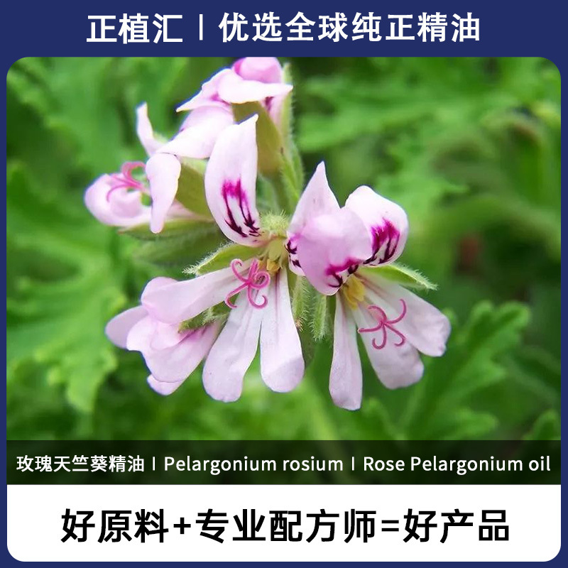 正植汇 进口玫瑰天竺葵精油  天竺葵单方 香薰精油 埃及产地