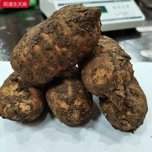 �����ͨ������ ���r���� �������ִ��lС�݉����r�������l����