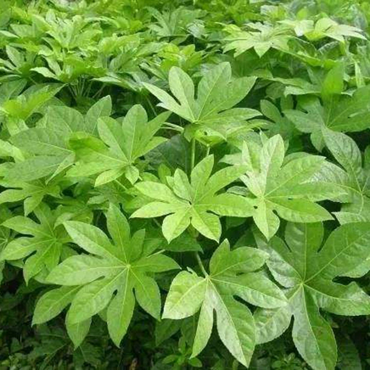 Базовые прямые продажи восьмиугольной золотой пластинки, вечнозеленой растительности, кустарников для озеленения двора, восьмиугольного золотого дерева, вечнозеленой растительности круглый год.