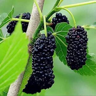 Wholesale New Mulberry Tree Seeds Mulberry Seeds Mulberry Seeds Mulberry Jujube Seeds Mulberry Jujube Seeds