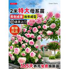 �ش��������¼��Nޱ��ĸϵ�ٱ�ľ�ܰl؛�ļ��_������e��ͥԺֲ��