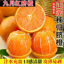 秭归脐橙九月红新鲜水果香香橙甜橙冰糖果爆汁冻橙手剥脐橙产地直