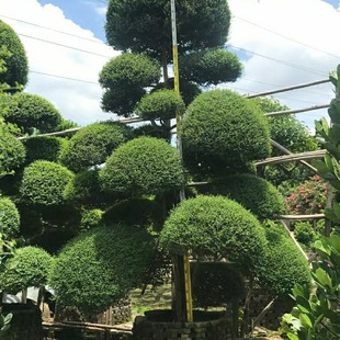 Wholesale Garden Seedlings Japanese East Green Saplings Courtyard Community Japanese Holly Evergreen Shape Trees Wholesale