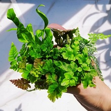 ̦�\΢���^ˮꑸ����B��Сֲ��W�y��ާ�������ֲ���쾰����