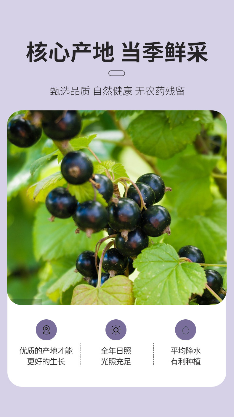 Dried Black Currant Raisins 500g Xinjiang Turpan Black Grape Raisins Snack and Culinary Fruit quality and texture