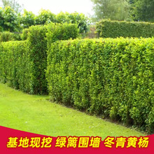 北海道冬青四季常青耐寒绿篱笆围墙花卉植物大叶法国冬青黄杨树苗