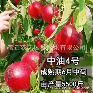 �����Ҙ��� ��T������ ���Ҙ��箔��Y�����Ϸ������Nֲ����