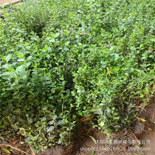 Wholesale Climbing Vines, Small-Leaf Fufang Vines, Slope-Protecting Green-Leaf Vines, Evergreen Vines for All Seasons, Rock Climbing and Wall Climbing Plants, Climbing Vines and Ligustrum Lucidum