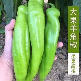 �ش���ǽ��N�� ����Nֲ�߲˷N�� �ļ��߮a����ţ�������N��