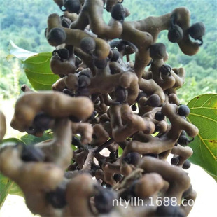 ���۹����� �՗��� ����Y���� ����������uצ�� �f�۹����h��