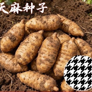�����·N������������N�Ӻó��׷Nֲ