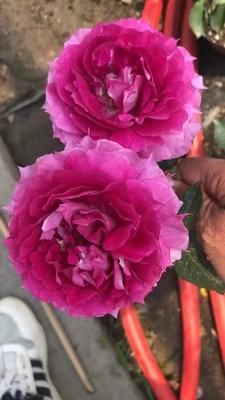 아라비안 나이트