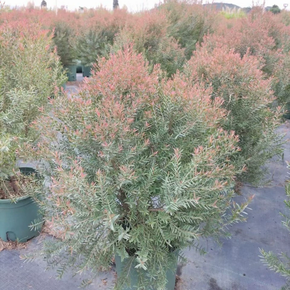 2110 поставка влажной белой тысячи 60-120cm высокий многолетний кустарник садовый озеленение рассады