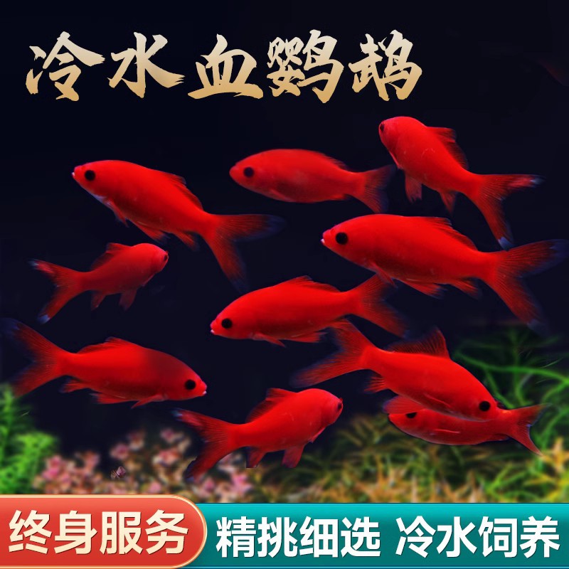 Cold water parrot fish Small ornamental fish tank is resistant to…