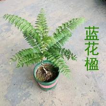 网红蓝花楹造型盆栽室内办公室桌面防辐射净化空气ins植物绿植