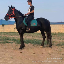 养种马 蒙古马 伊犁马养殖场 旅游马 半血马 骑乘马