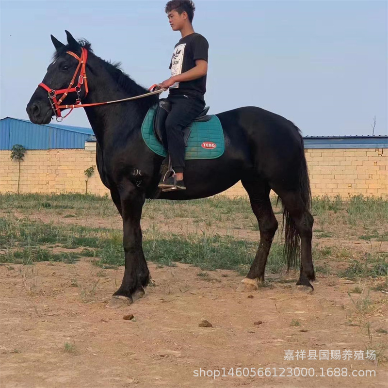 养种马 蒙古马 伊犁马养殖场 旅游马 半血马 骑乘马