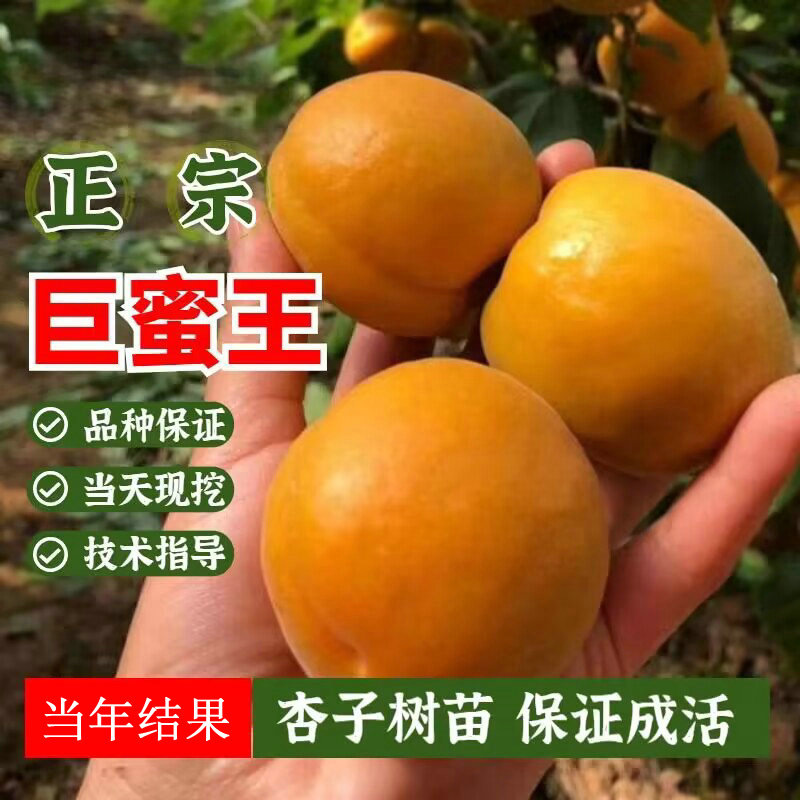杏树巨蜜王杏苗 嫁接杏树苗香甜杏子树苗当年结果南方北方种植