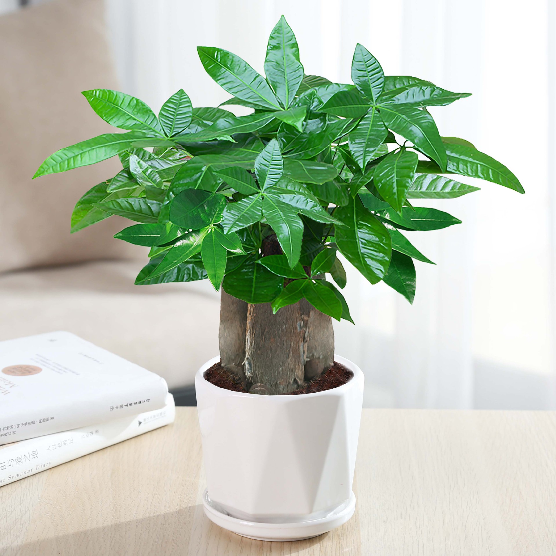 árboles ricos pequeñas plantas de maceta flores verdes plantas de oficina absorción de formaldehído árboles hidropónicos de bambú de lapis verde buena alimentación maceta