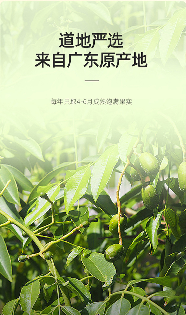 Dried Sterculia Lychnophora Seed Pods Pang Da Hai 50g Bottle Hand Selected for Herbal Tea key features
