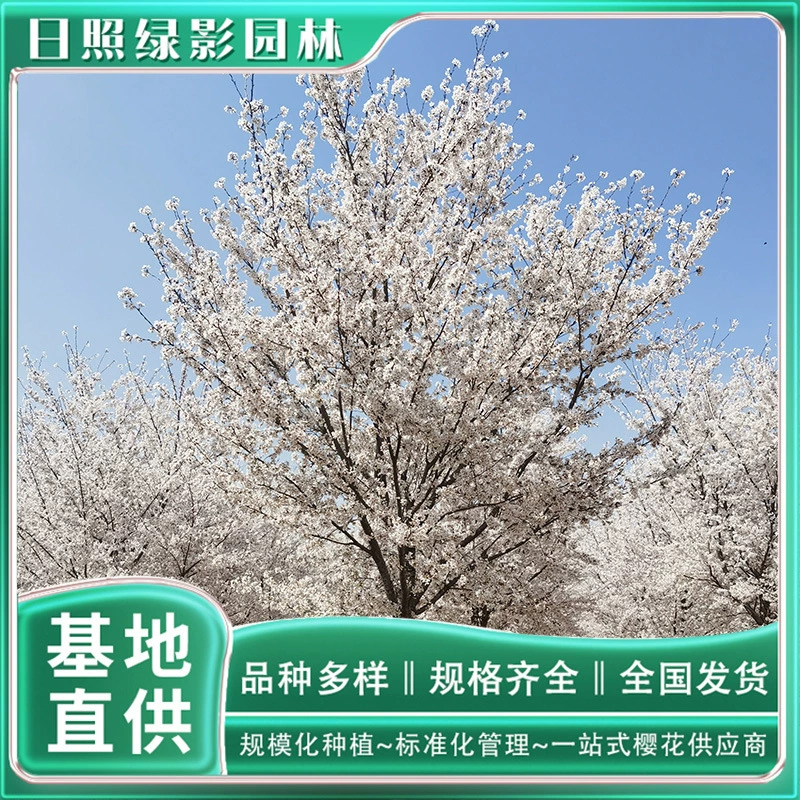 9 см хорошо окрашены Yoshino Саженцы вишни какой рынок хорошо окрашены Yoshino вишни сколько стоит дерево