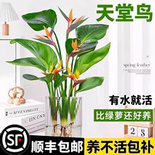 天堂鸟水培植物大绿植盆栽花卉植物室内客厅水培大叶绿植四季常绿